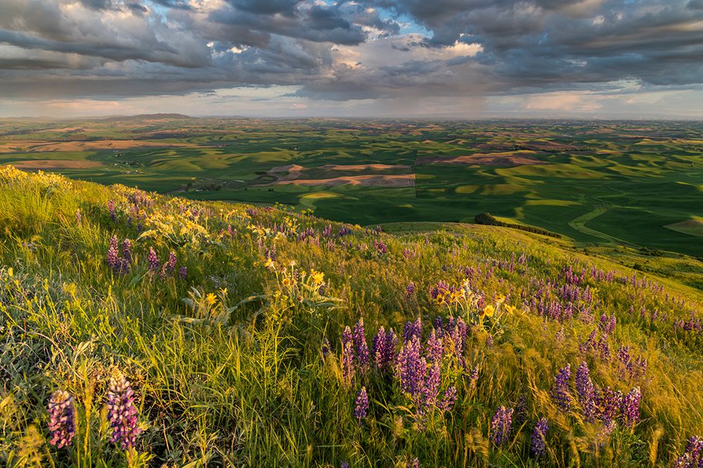 Lupine wildflowers from Steptoe Butte near Colfax-Washington State-USA art print by Chuck Haney for $57.95 CAD